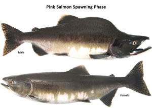 pink salmon spawning
